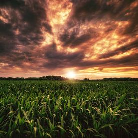 Maisfeld im Sonnenuntergang von Skyze Photography by André Stein