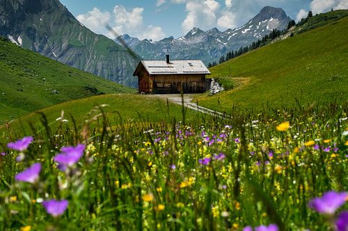 Alpine meadow in Austria