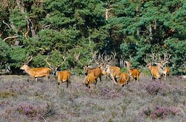Group male red deer by Merijn Loch