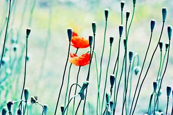 first Mooohn crossing