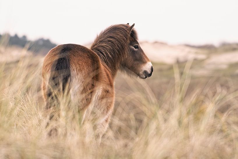 Exmoor Pony in duinlandschap van Dirk-Jan Steehouwer