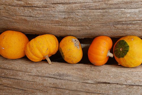 Pompoenen en hout