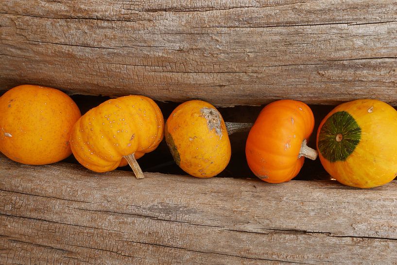 Pompoenen en hout von Carola van Rooy