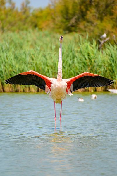 Flamingo in der Camarque in Südfrankreich von Sjoerd van der Wal Fotografie