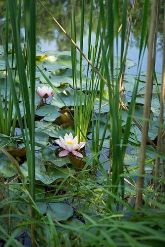 Flowering water lily and reed leaves in a lake