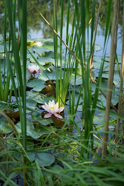 Blühende Seerose und Schilfblätter in einem See von Adriana Müller