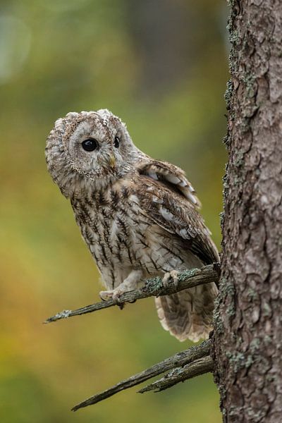 Tawny Owl * Strix aluco * van wunderbare Erde