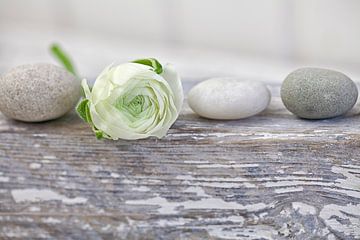 White ranunculus and pebbles by Andrea Haase