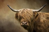 Schotse Hooglander Portret (gezien bij vtwonen)