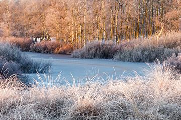 Frozen lake with berch and white grass by Karla Leeftink
