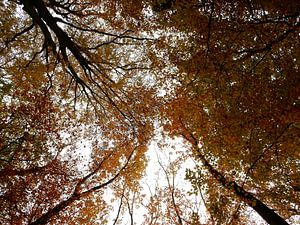 bomen in herfstkleuren