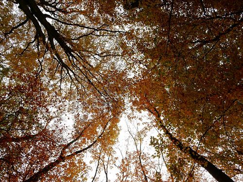 bomen in herfstkleuren