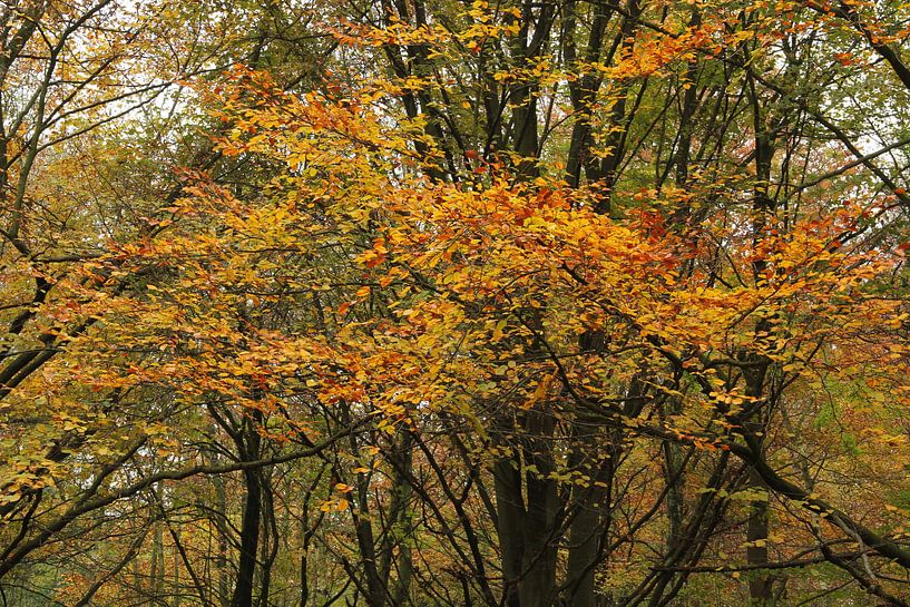 Herfstbeeld van Marcel Alsemgeest