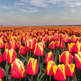 Dutch Flower Golden Hour by Chris van Kan