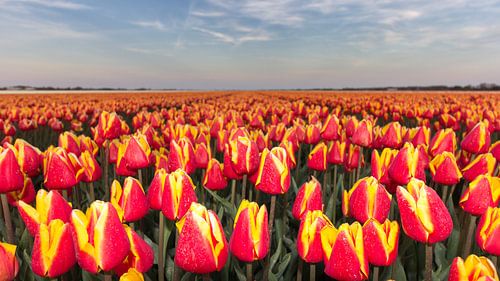 Dutch Flower Golden Hour by Chris van Kan