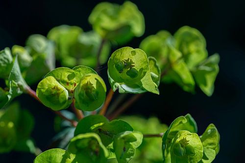 Group of Green