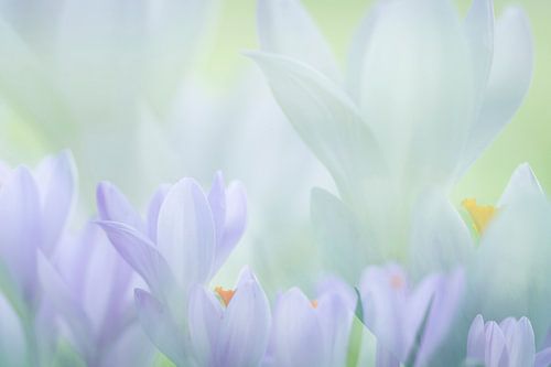 Krokussen kondigen het voorjaar aan