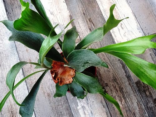 Kamerplant: Platycerium bifurcatum | Hertshoornvaarn 1-1