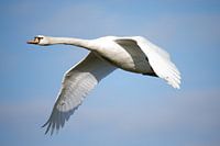 Very low-flying mute swan on an early morning.