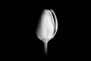 Tulp in zwart wit