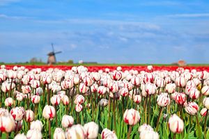 Spring colors