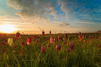 Kievitsbloemen bij ondergaande zon