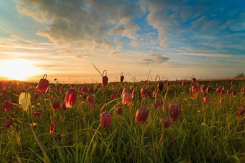 Kievitsbloemen bij ondergaande zon