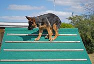 Schapenhond (puppy) op het honden trainingsveld van Babetts Bildergalerie thumbnail