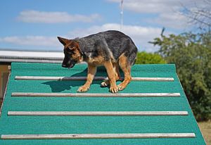 Chienne de berger (chiot) sur le terrain d'entraînement canin