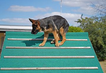 Schapenhond (puppy) op het honden trainingsveld