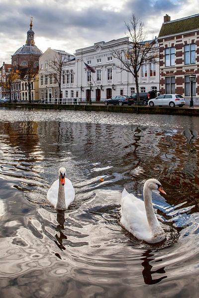 Zwanen bij de Leidse Schouwburg. van Langs Leidse Straten