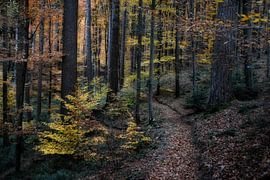 Colourful Black Forest by Joachim G. Pinkawa