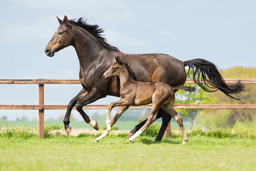 Galopperend paard samen met haar veulen van Yvette Baur