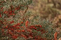 Orange buckthorn bush