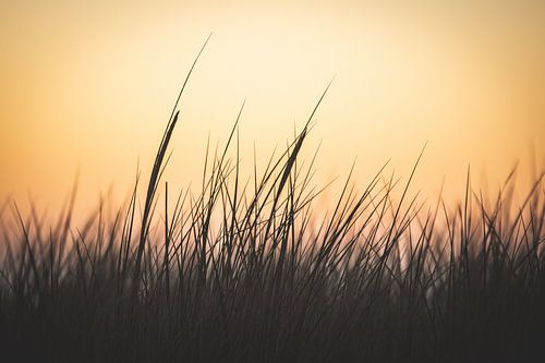Duingras op het strand van Texel bij zonsondergang