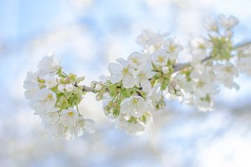 Witte kersenbloesem met blauwe lucht van Caroline Drijber