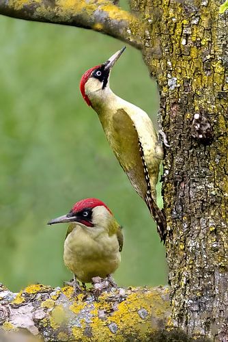 Couple de pics verts dans un verger standard sur le talus sur Michelle Peeters