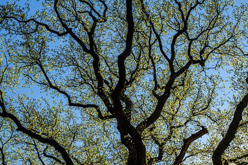 oude eik in het voorjaar