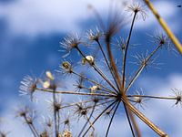 deflowered