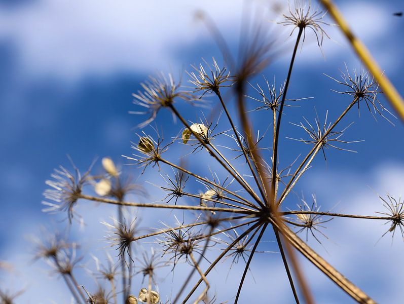deflowered by Marieke Funke