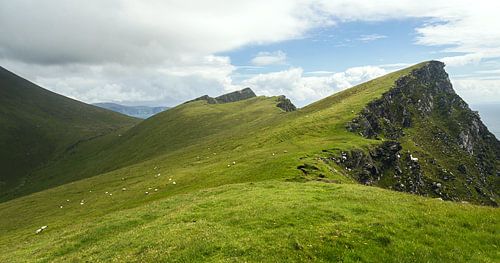 Sheep at the edge of cliff