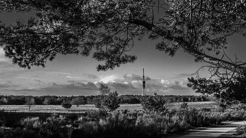 Bussumer heathland with television tower