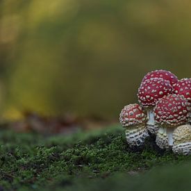 Rood met witte stippen - Vliegenzwam van Dirk-Jan Steehouwer
