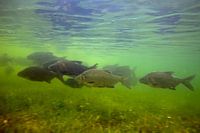 Migrate breams on flooded floodplains