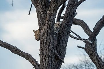 Léopard dans la nature en Namibie, Afrique sur Patrick Groß