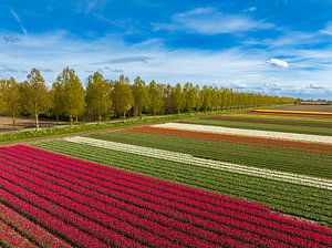 Tulpen, die im Frühling auf landwirtschaftlichen Feldern wachsen, gesehen von