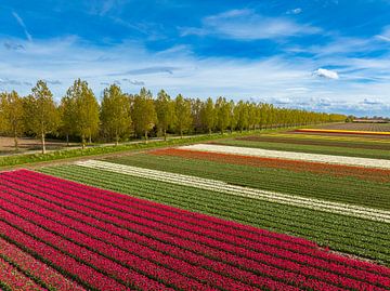 Tulpen die groeien in landbouwvelden tijdens de lente gezien vanaf