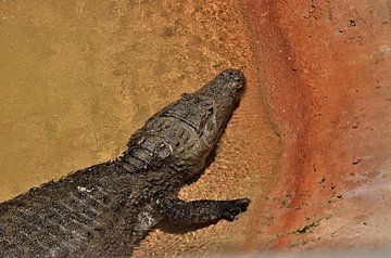 Crocodile in the Everglades by Karel Frielink