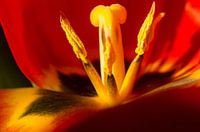 Flower macro