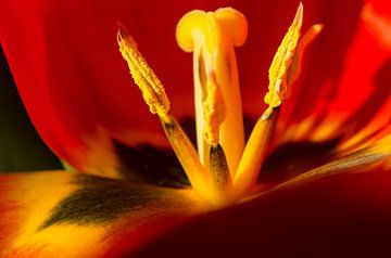 Bloem macro van Christian Schuster